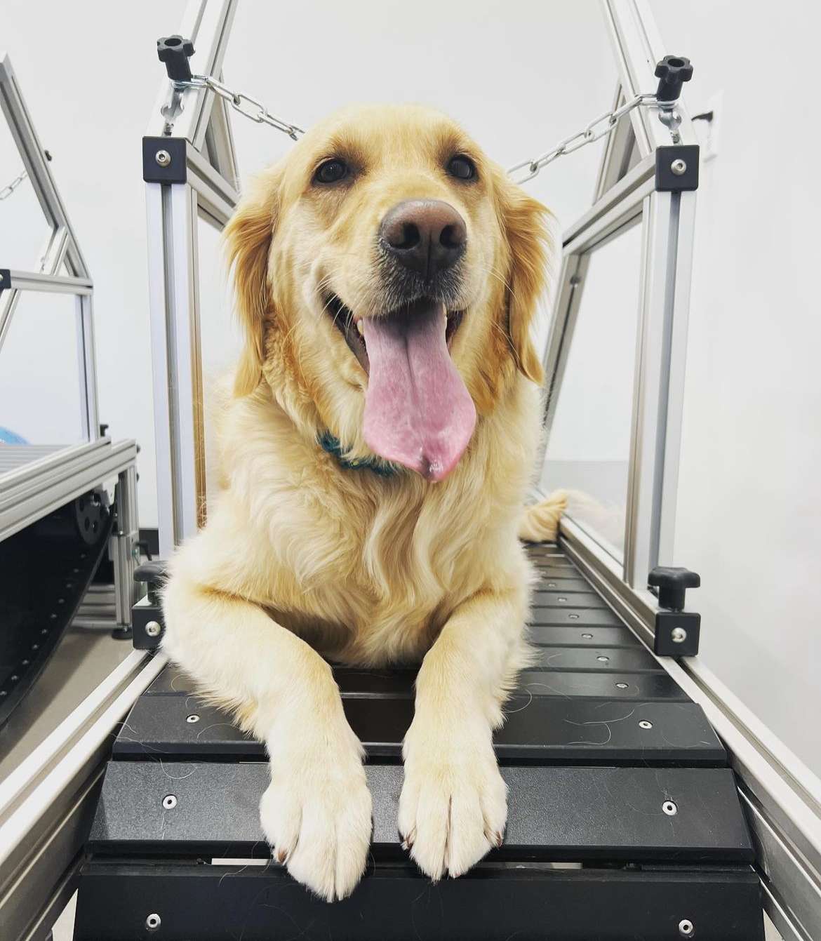 dog treadmill servcies_1689610223